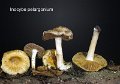 Inocybe pelargonium-amf2039